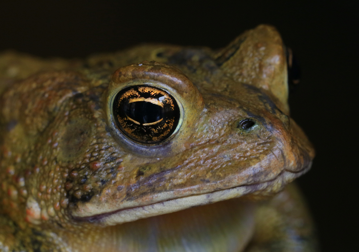 Portrait of a Toad
