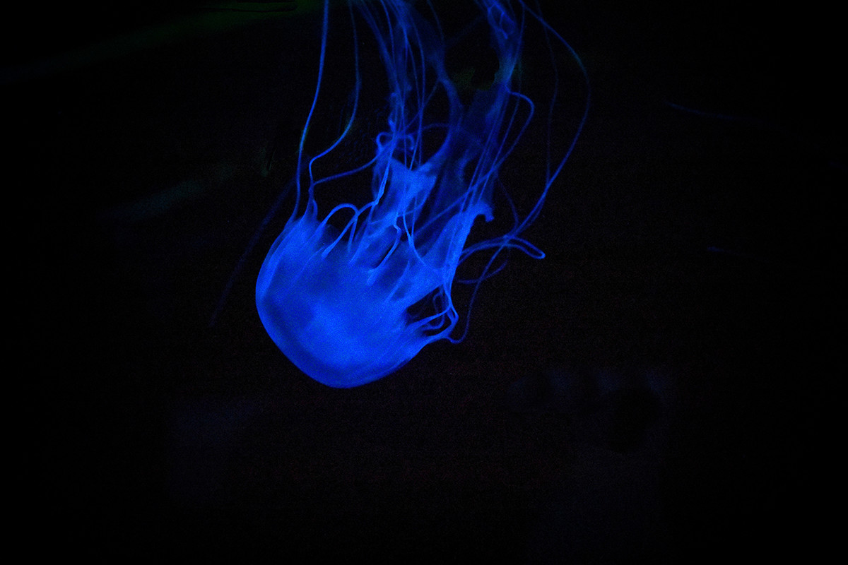 Neon Jelly