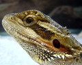 Close up of a lizard