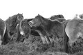 Ponies on the moor