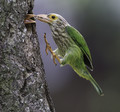 Lineated barbet 