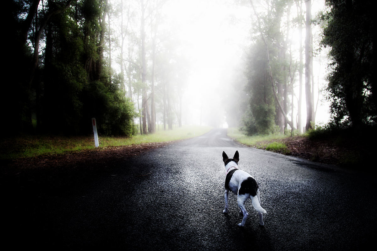 a walk in the fog on a road with the dog