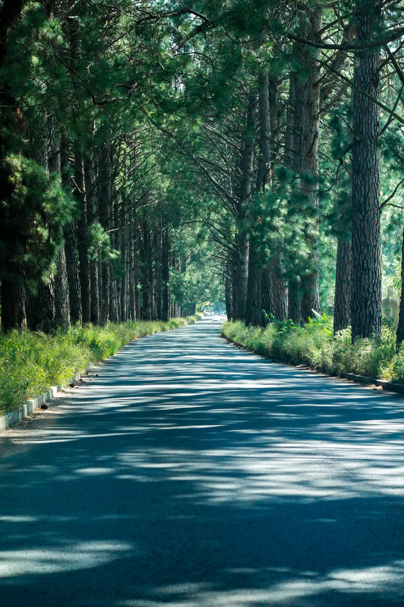 Pine Forest Drive