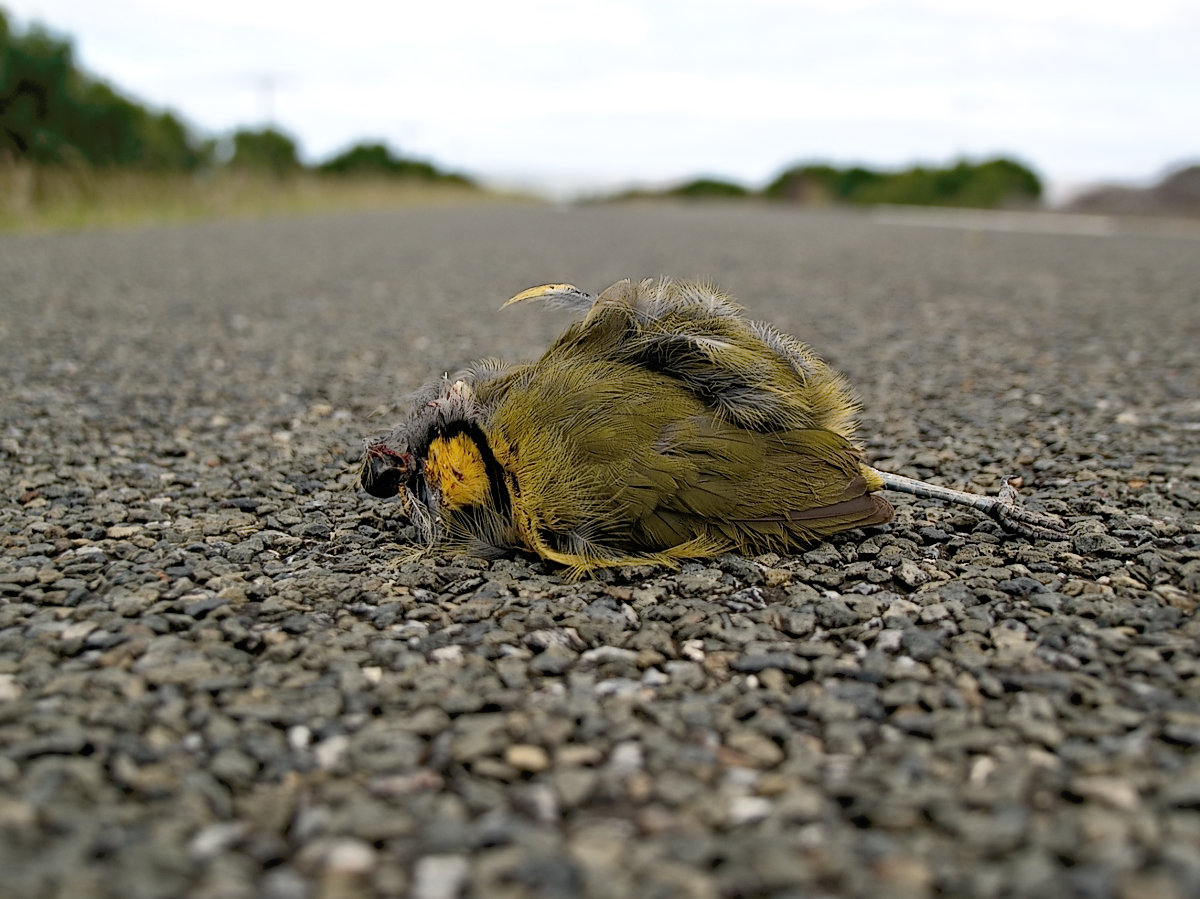 Roadkill