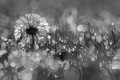 Dandelion in the dew
