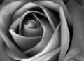 Black & White Rose
