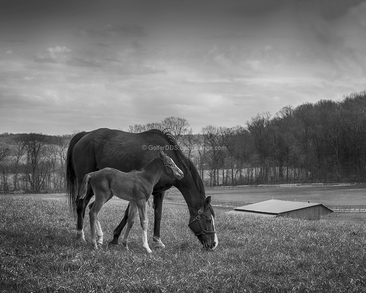 Mare And Foal