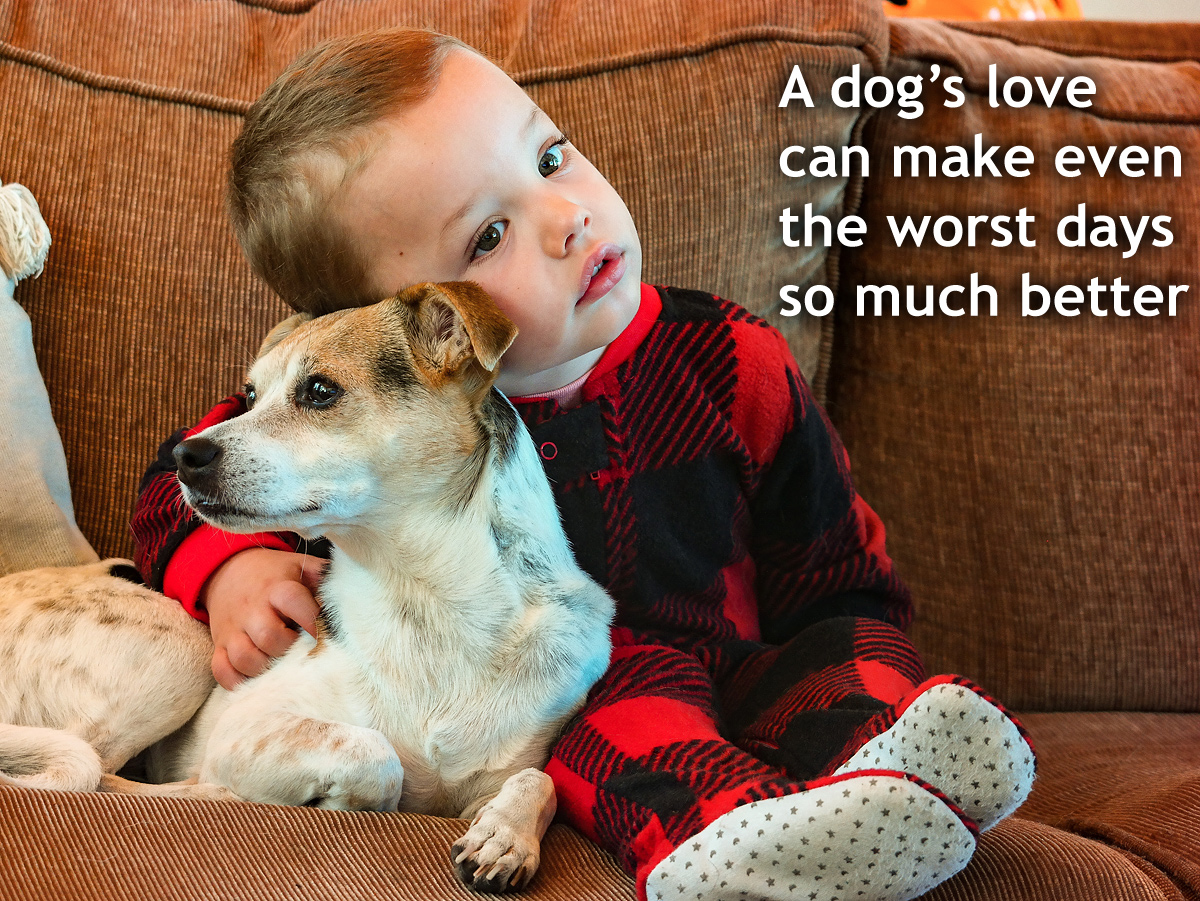 A Dog's Love