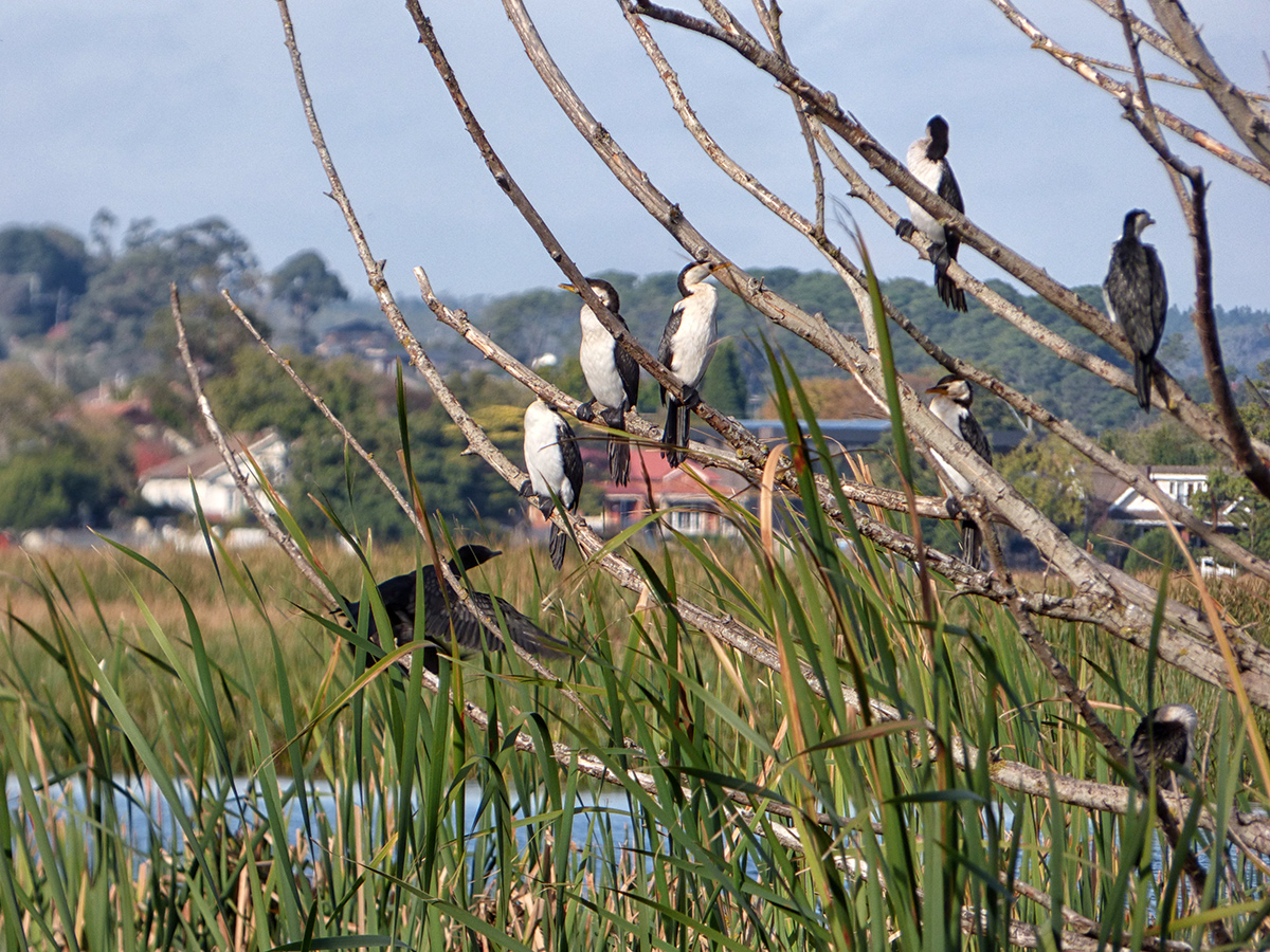 Neighbourhood Birds