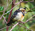 Crested Barbet