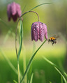 Fritillary with Bee