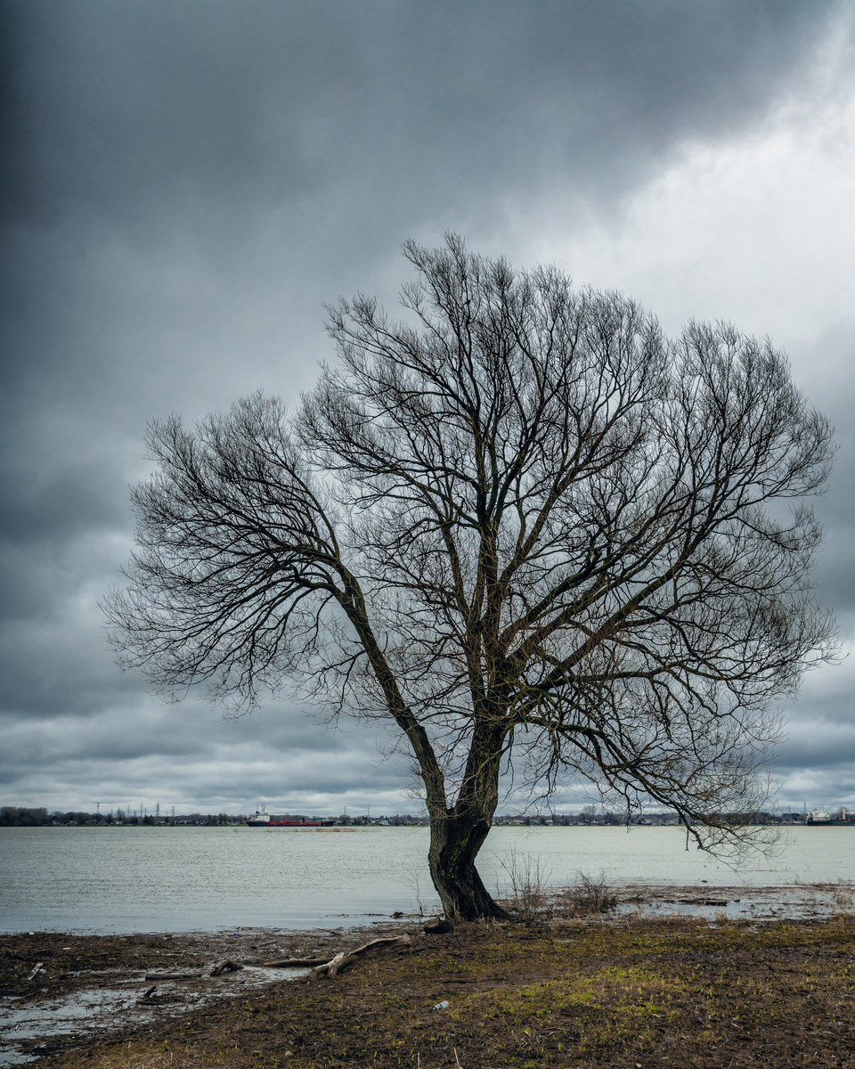 Lonely tree