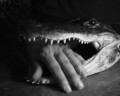 Trying to pet the crocodile