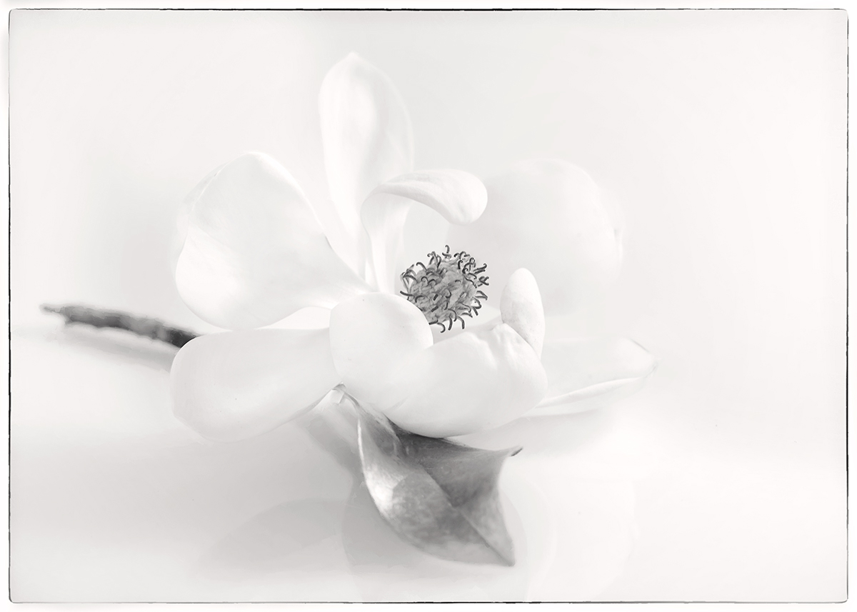 fragrant magnolia
