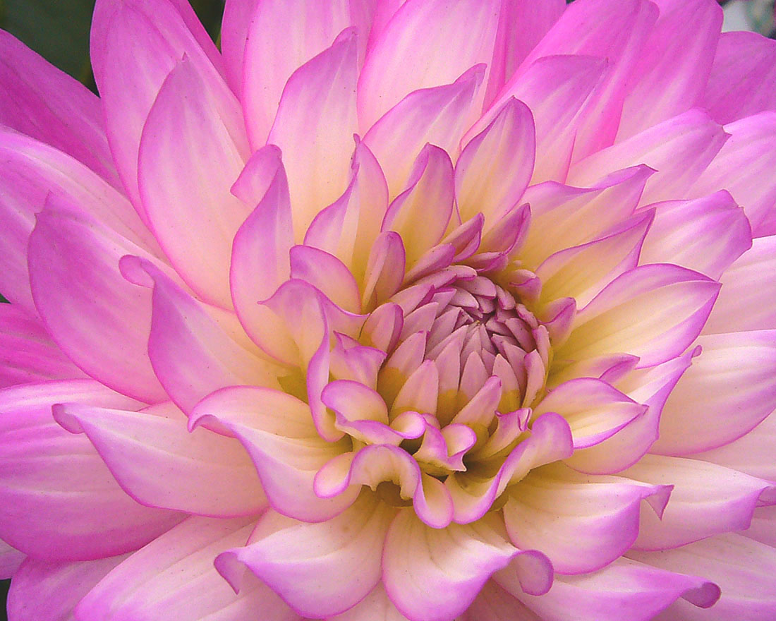 Spring flower