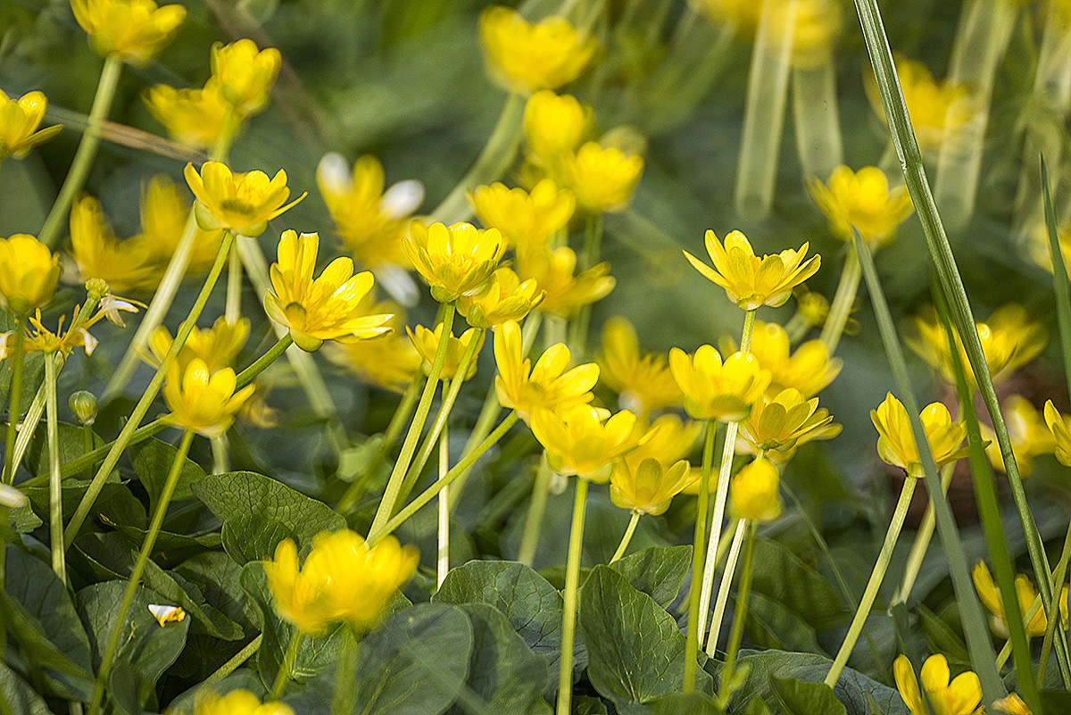 a burst of buttercups