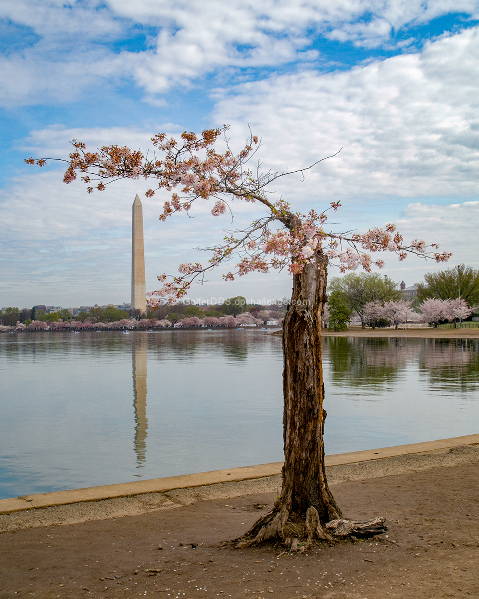 Cherry Blossom Festival