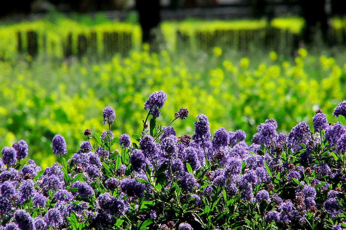 Purple & Mustard Redux