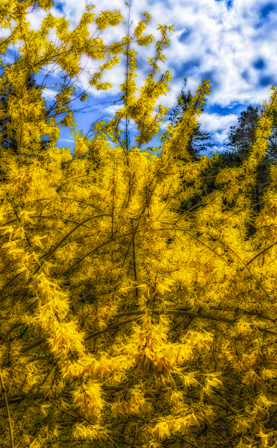 Forsythia in Spring