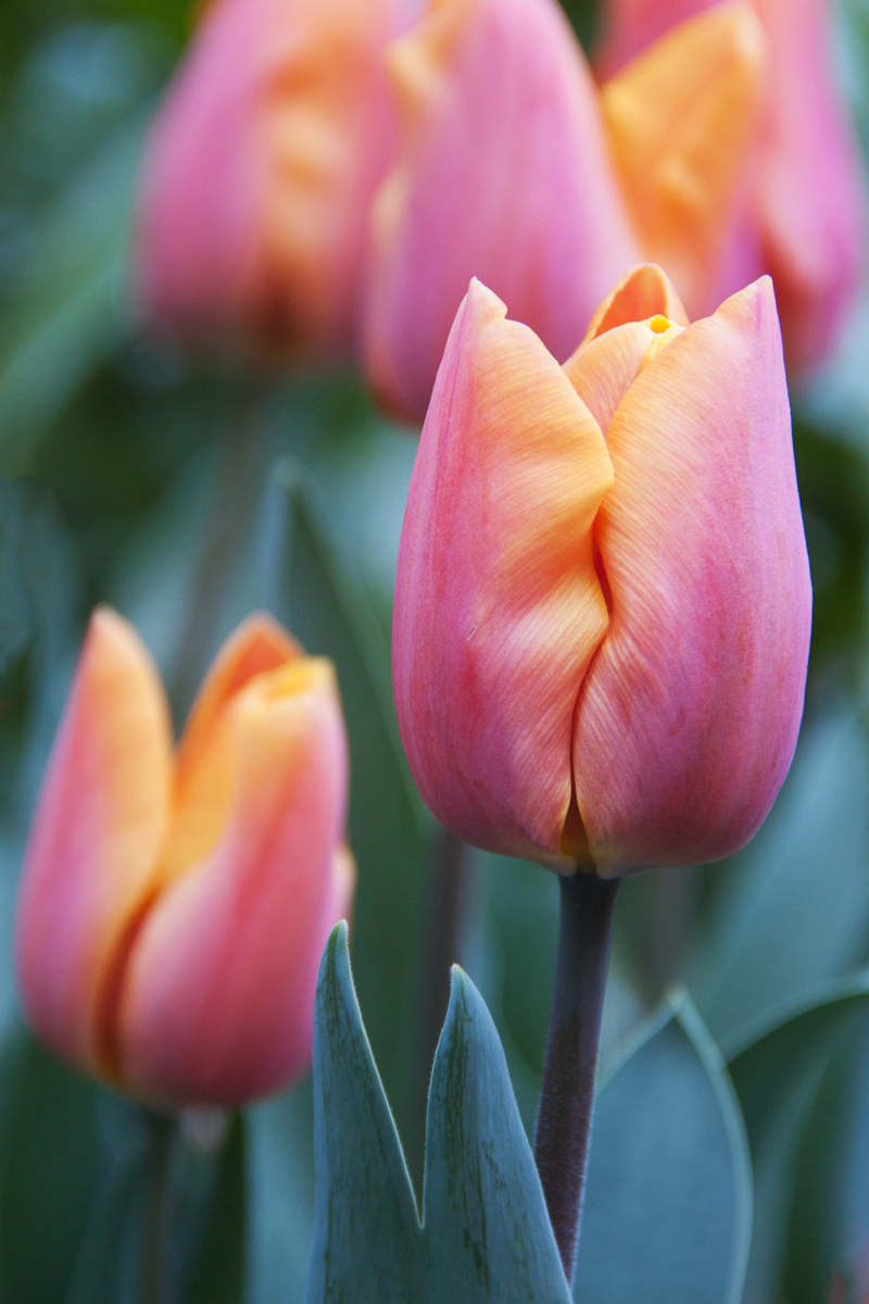 Tulips Galore