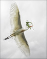 For My Nestlings