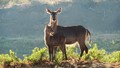 waterbok