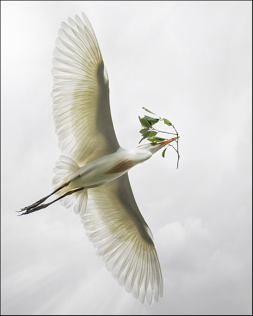 For My Nestlings