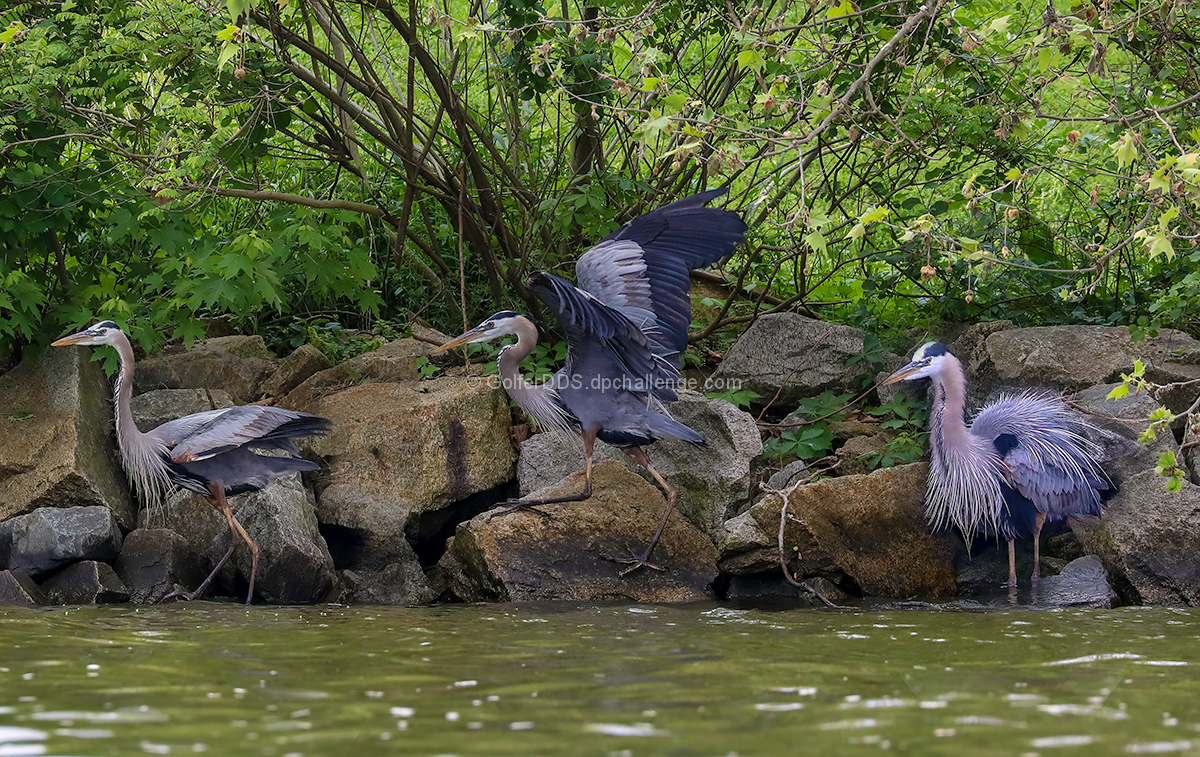 The Great Blue Heron