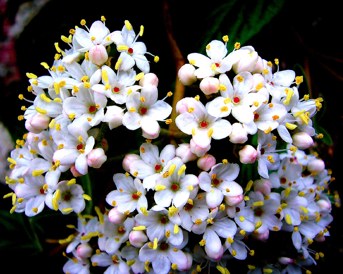 High Contrast flower