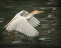 River Dance