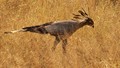 Secretary Bird