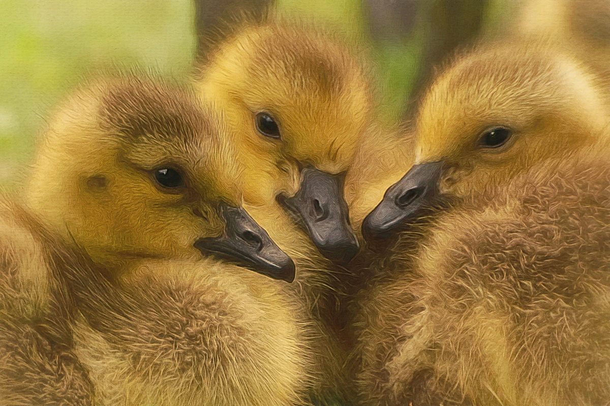 The Three Amigos