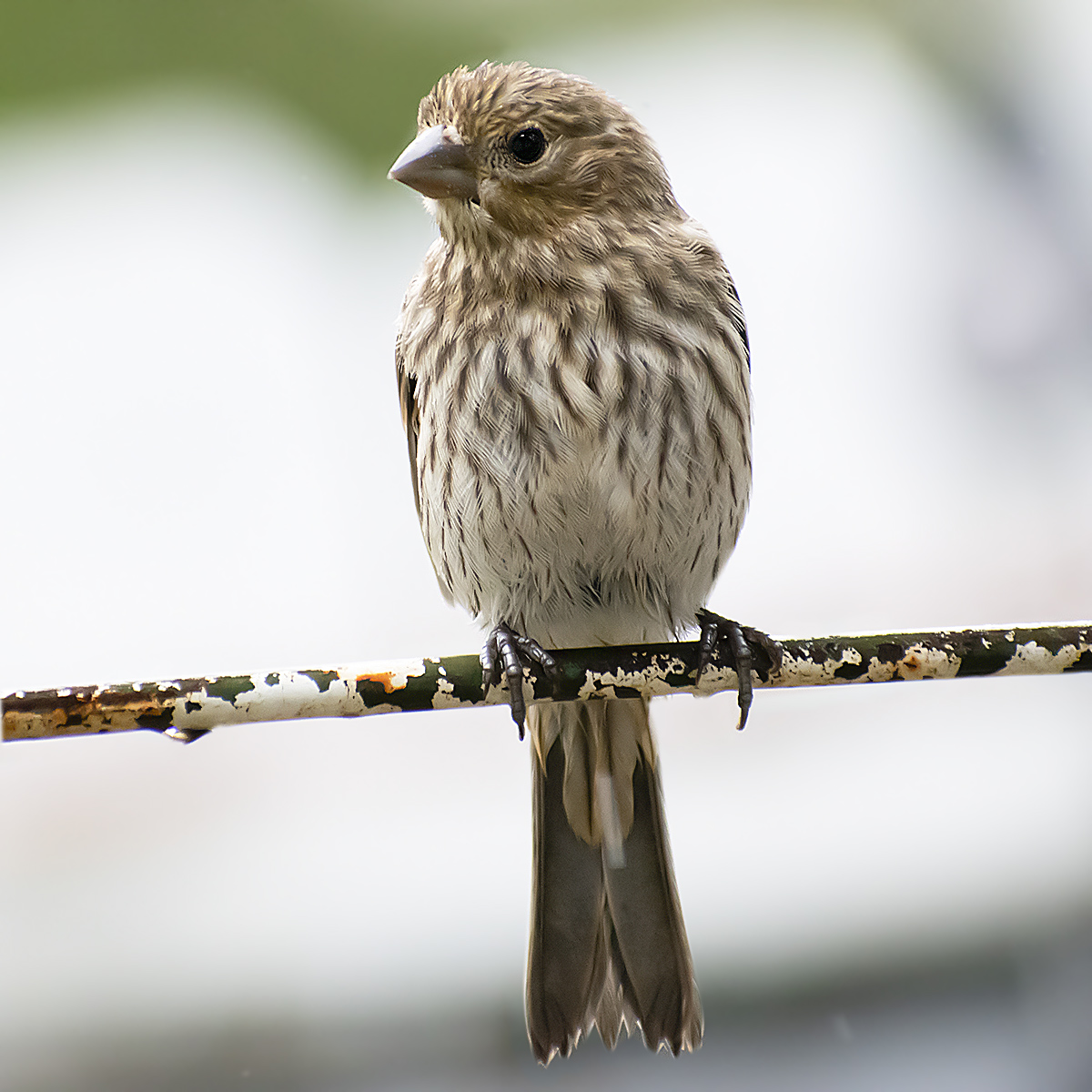 House Finch