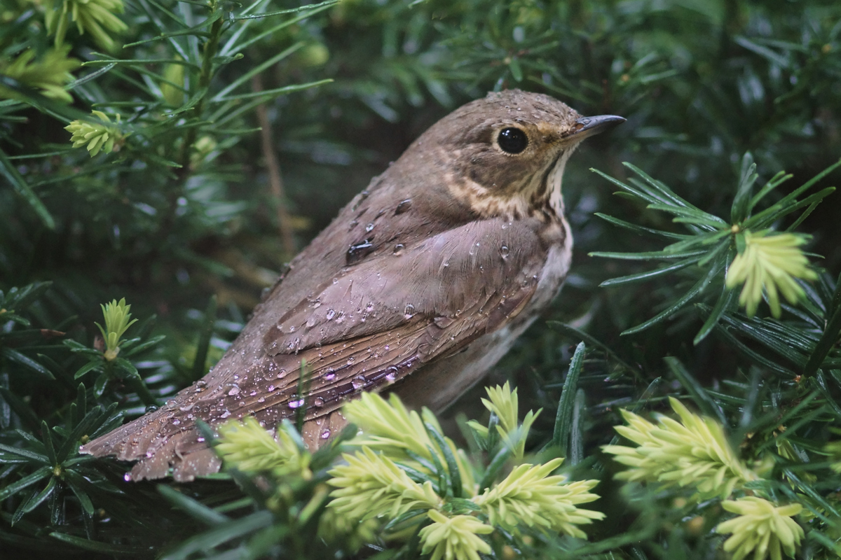 Sparrow on Yew