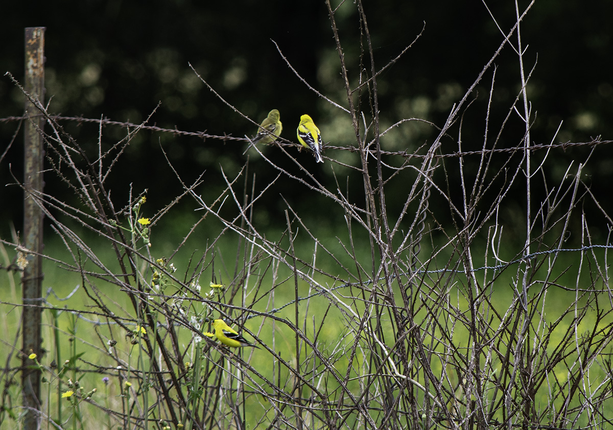 Two's company.  Three's a crowd.