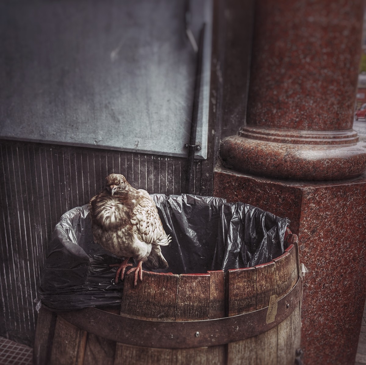 columbidae