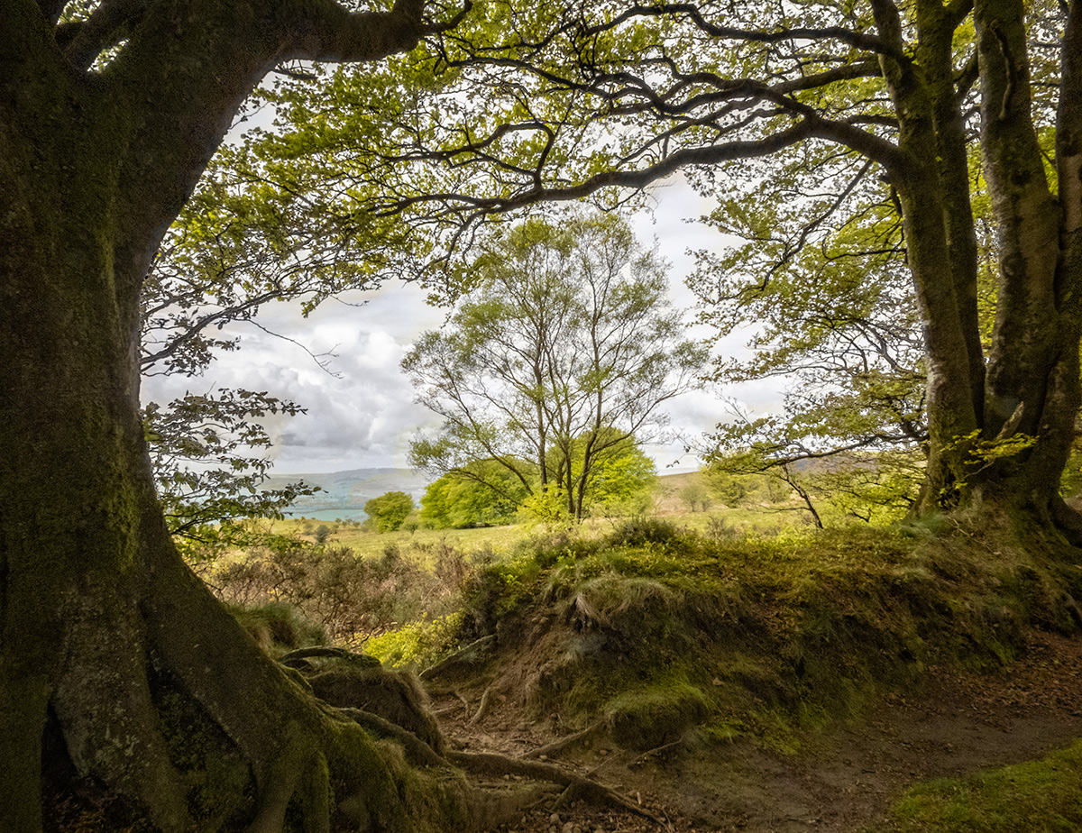 View from the Quantock Hills, Ancient Beeches