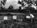 The Bee Man