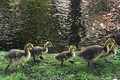 gosling steps