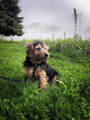 The pup