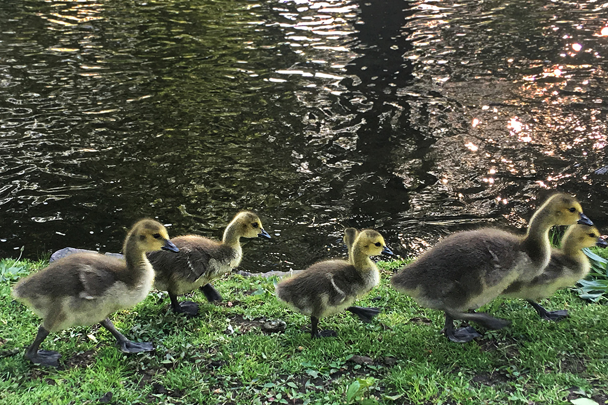 gosling steps