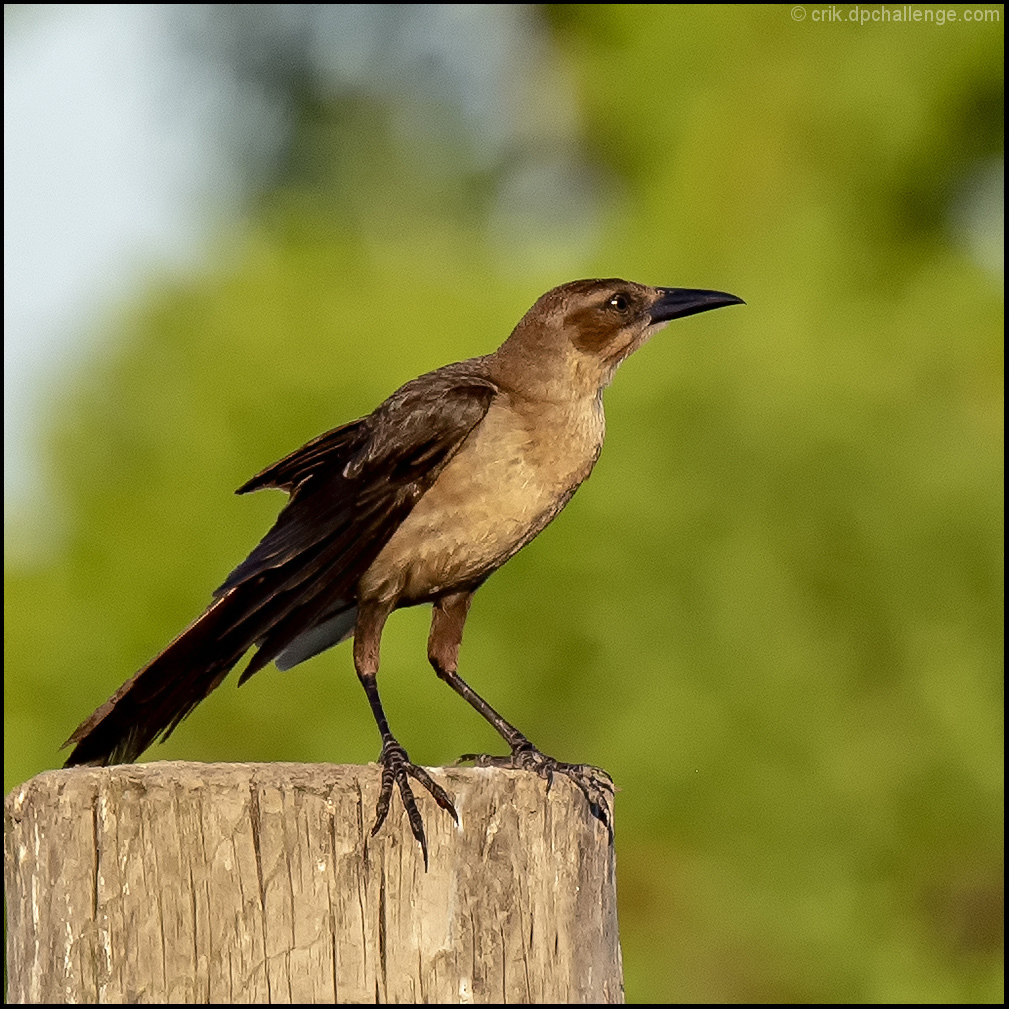Boat - tailed Grackle 