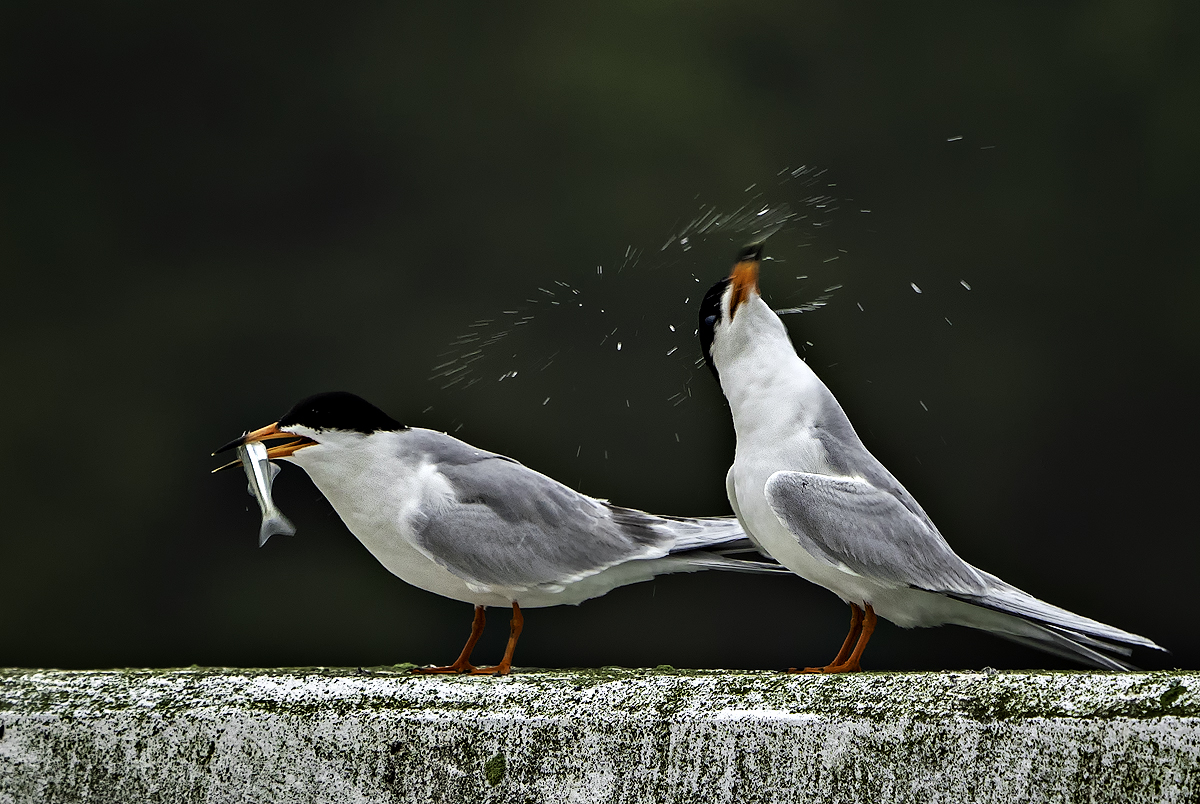 Shake