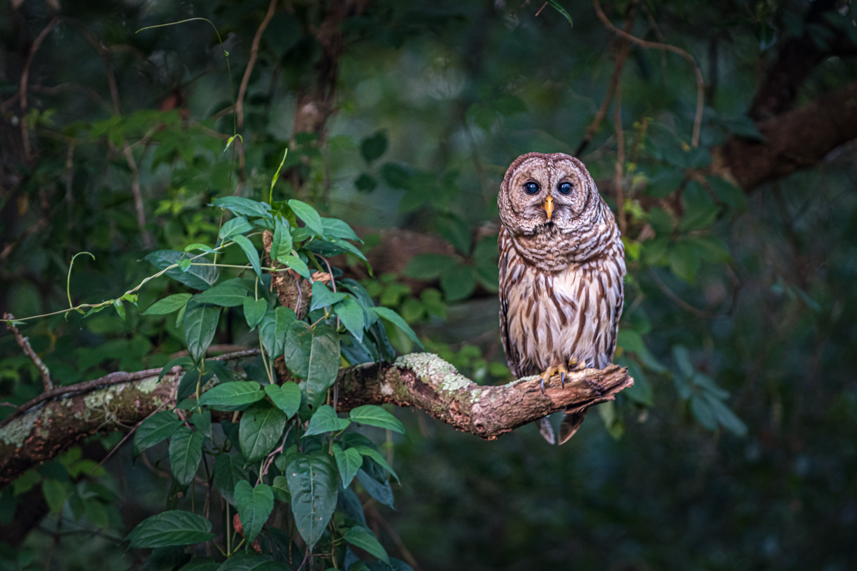 Barred Owl
