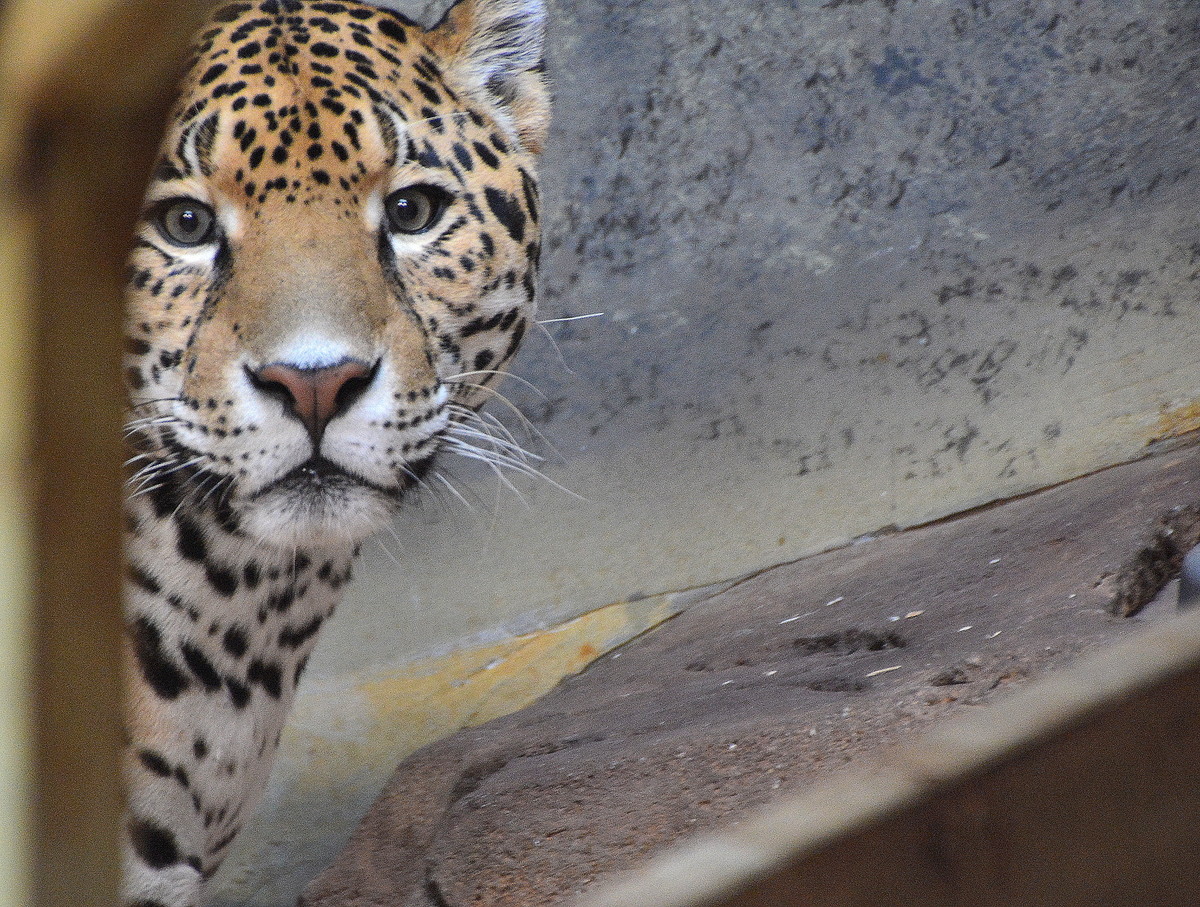 Was that the dinner bell ?