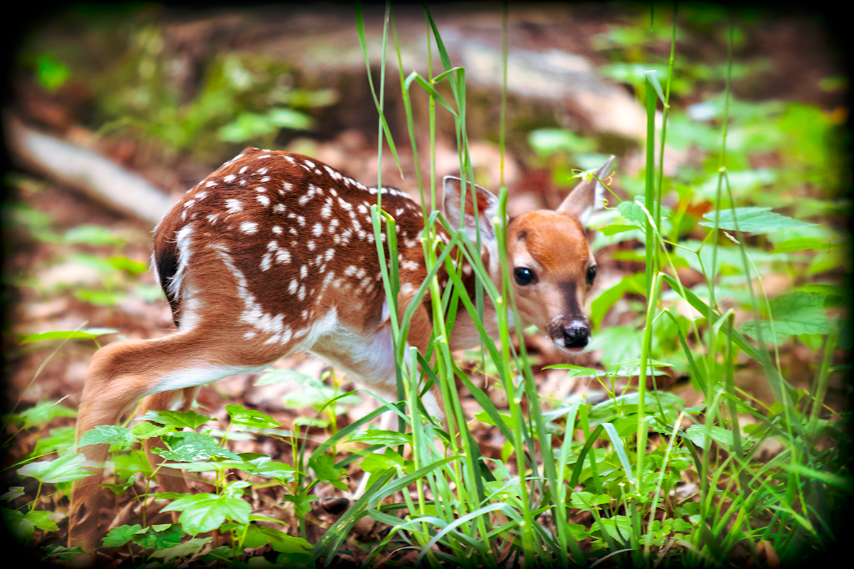 Newborn