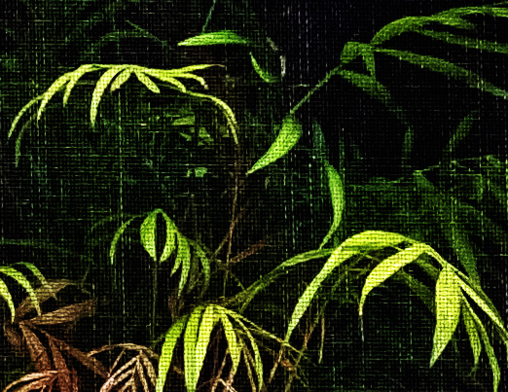 Windowsill Wilderness