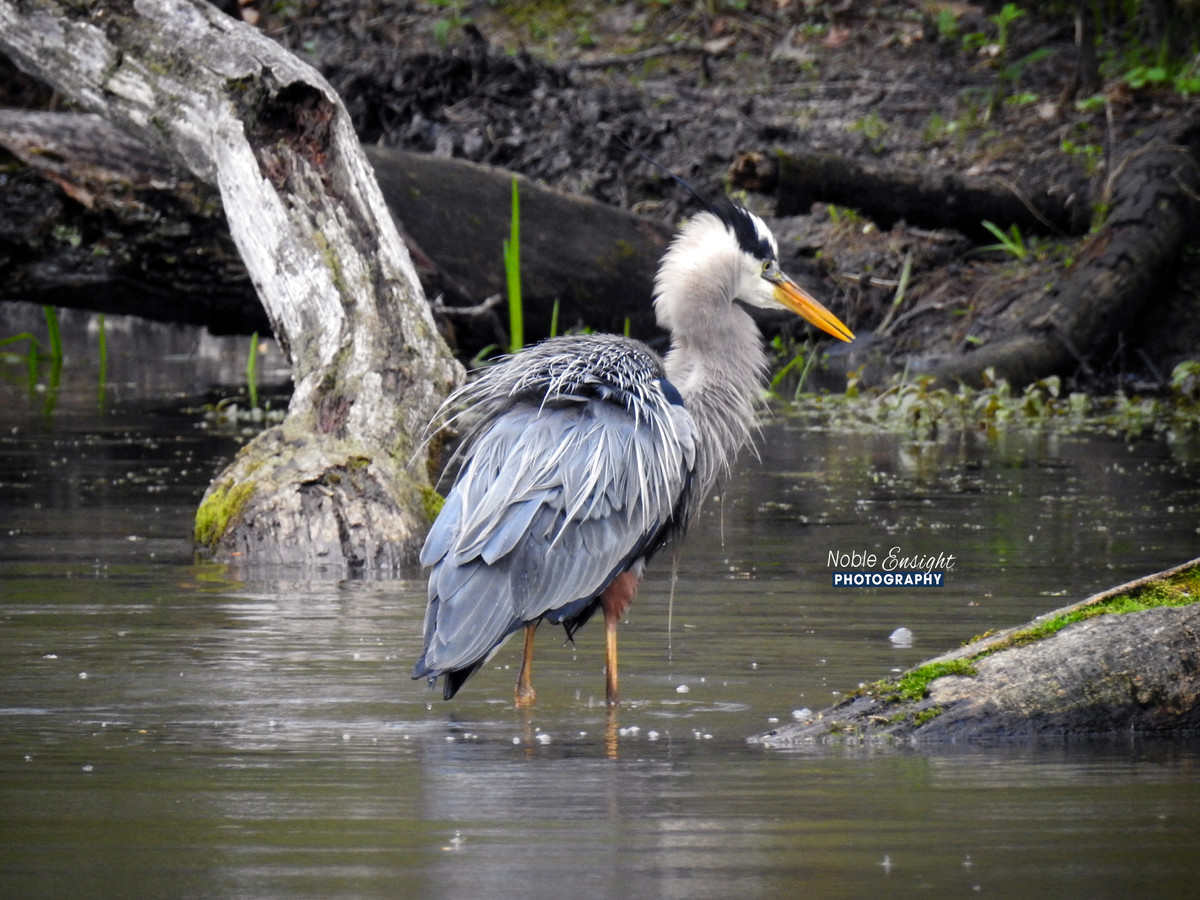 Blue Heron Caught Doing a Little Shake