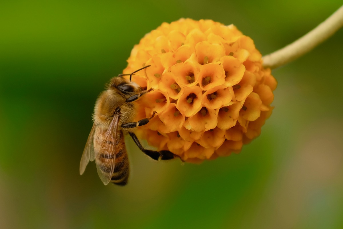 Collecting nectar