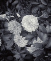 Full bloom